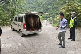 例行检查面包车，门一打开惊呆交警：车内“坐” 着三头活牛图片