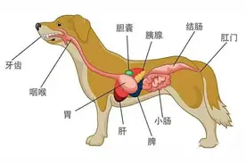 铲屎官你再这样，可就把狗子送上不治之症的绝路了图片