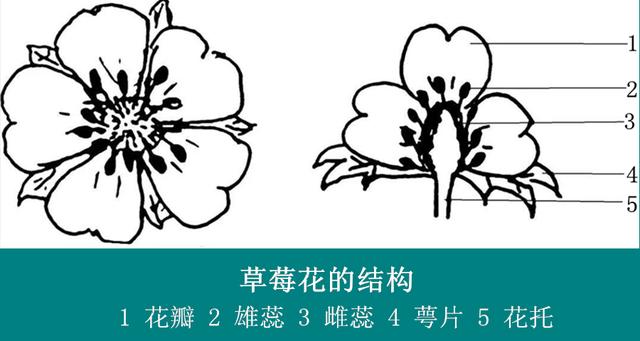 草莓的花是由花柄,花托,萼片,花瓣,雄蕊和雌蕊组成的两性花,大多数的