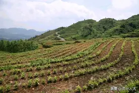 "感恩茶"托起致富梦！普安县"白叶一号"基地茶苗长势喜人图片