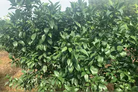 如何在最后关头让柑橘又大又靓，膨果期这几点要注意了图片