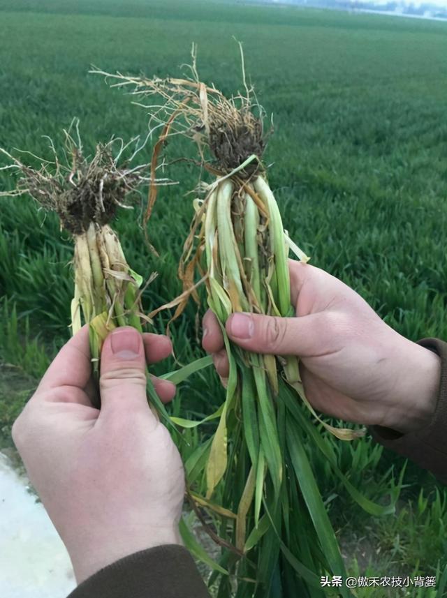 作物根系不良、长势差，使用哪种生根剂促根、缓苗、壮棵效果好？