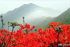 杜鹃花开映山红，从化通天蜡烛亮了图片