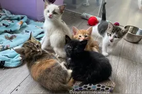 流浪猫妈妈被收养后，给主人送上五只小猫咪，有一只竟然是布偶？图片