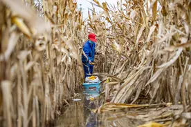 不等不靠，颗粒必争！降雨过后农民蹚水抢收玉米，这组瞬间抓拍让人破防图片