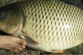 鲤鱼的诉苦：南方少人吃，北方卖高价，同是一种鱼，为何差异大？图片