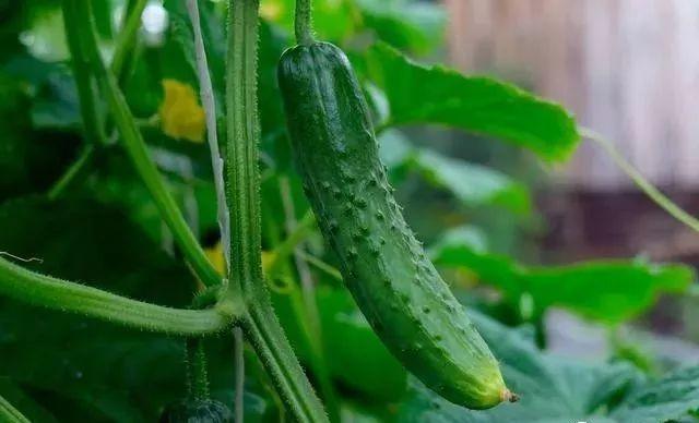 推荐1个叶面肥配方，磷酸二氢钾＋醋＋糖，增产增甜，增产率达30%