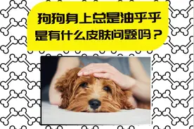 【医知宠】狗狗年纪轻轻就很“油腻”？或是脂溢性皮炎导致的视频封面