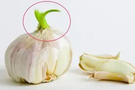 蔬菜"过期"长芽怎么办？别再食用了，3步制成实用型盆栽图片