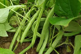 何谓大宗蔬菜菜豆的生育周期？各时期有哪些特点？图片