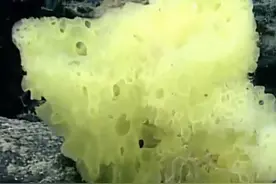 科学家在海中发现现实版海绵宝宝与派大星！但这真相，看哭了啊图片