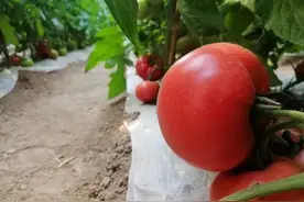 让夏天更有滋味！来自新疆的沙瓤西红柿入菜风味十足，这几款简单易学的菜谱快收好图片