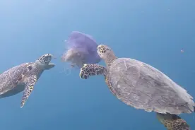 玳瑁是海中平头哥？捕食剧毒的海绵和水母，相当随意，还敢啃鲨鱼视频封面