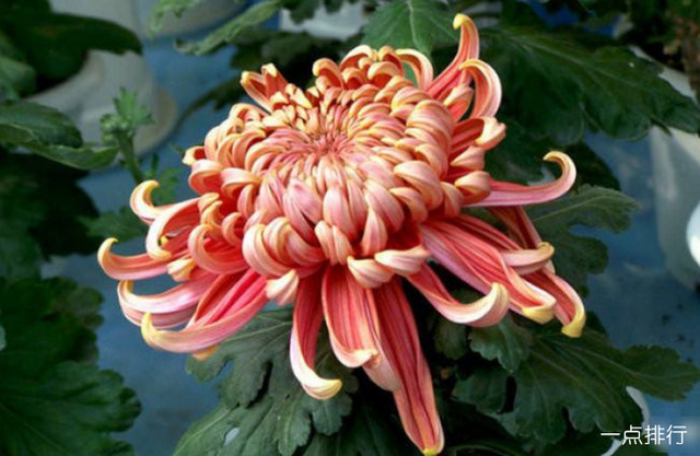 菊花品种大全介绍（菊花是我国的十大名花之一）