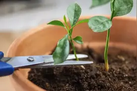 冬天，将这2种“水果籽”埋土里，明年夏天“盆栽水果”吃不完图片