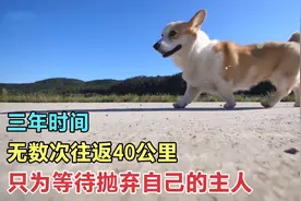 可怜的狗子，无数次往返40公里，只为等待曾经抛弃自己的主人图片