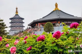 国内有两座牡丹花城，山东和河南各有一座，哪座才是实至名归？图片