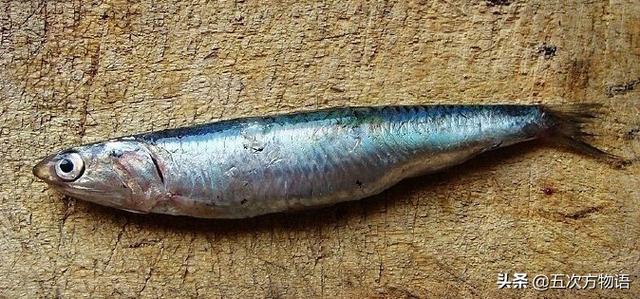 鲱鱼在中国叫什么鱼-知画百科