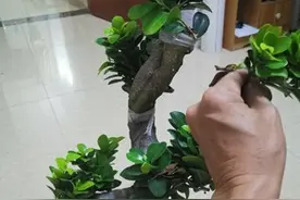 树桩盆景中树桩产生的条件及来源图片
