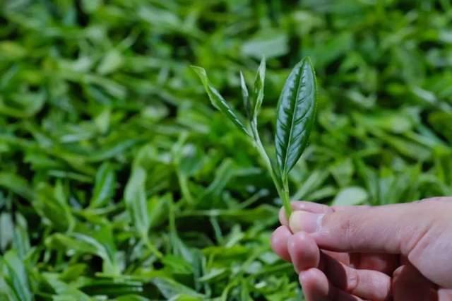 建议收藏的《安吉白茶》知识