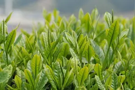 茶叶中的茶氨酸是什么，它的保健功效：抗血压、抗肿瘤、缓解抑郁症、增强记忆力图片