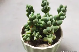 即使不在开挂区，我们也要坚守住养多肉最后的倔强系列之鹿角海棠图片