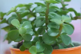 金枝玉叶小苗移栽方法图片