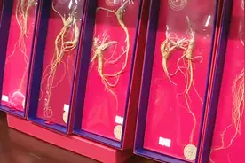 杭州方回春堂第18届参茸节开卖啦 杭检野山参优惠不停视频封面