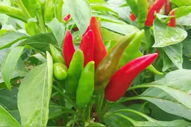 打完玉米除草剂的第3天，邻居找上门：都怪你！赔我的1亩辣椒图片