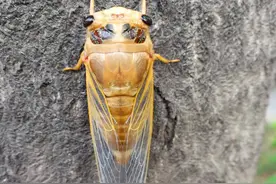 地下蛰伏5年，知了能吃吗？吃了对身体有何危害?为了健康别再吃错图片