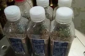 塑料瓶可别再扔了，用来养花是神器，妙用特别多图片