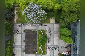 2020520，与爱的人在蓝花楹树下，赴一场一生相守的浪漫约会吧图片