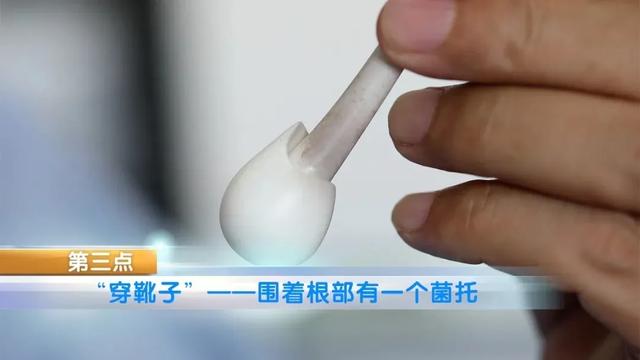 致死率达80%！多人因吃这种蘑菇中毒死亡，千万别乱吃了