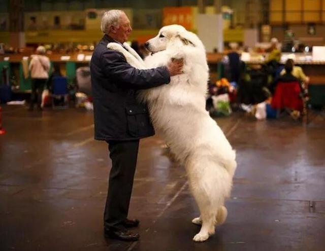 长得最像熊的6种狗狗，熊：最后的那只，真的不是我家属吗？