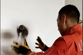 平遥县一居民家中闯入呆萌猫头鹰......图片