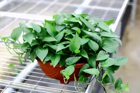 绿萝“含毒”，养的人却越来越多，真的“没关系”吗？图片