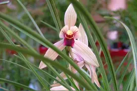 家庭养殖莲瓣兰，注意5个环节，避免4个因素，北方地区也能养好图片