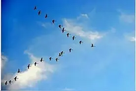 赝品的由来？图片