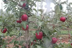 苹果树栽培技术｜苹果园水分管理技术图片