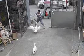 安徽一女子串门被大鹅攻击大喊救命，慌乱中徒手拎起扔出3米远图片