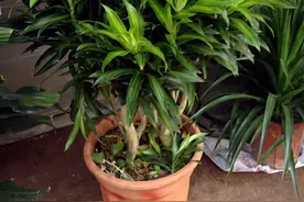 竹子寓意好保平安，几种带“竹”的绿植，叶子油亮亮适合过年养图片