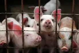 非洲猪瘟全面防控要点解析，明确这5大点图片