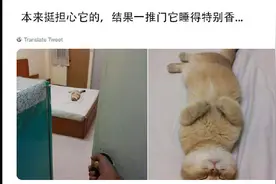 网友出差3天很担心猫，回来却看见它在睡觉，猫：独自在家真舒坦图片