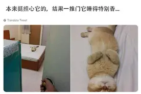 网友出差3天很担心猫，回来却看见它在睡觉，猫：独自在家真舒坦图片