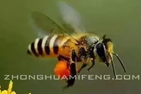 夏季中蜂飞逃的原因图片