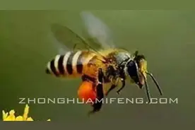 夏季中蜂飞逃的原因图片
