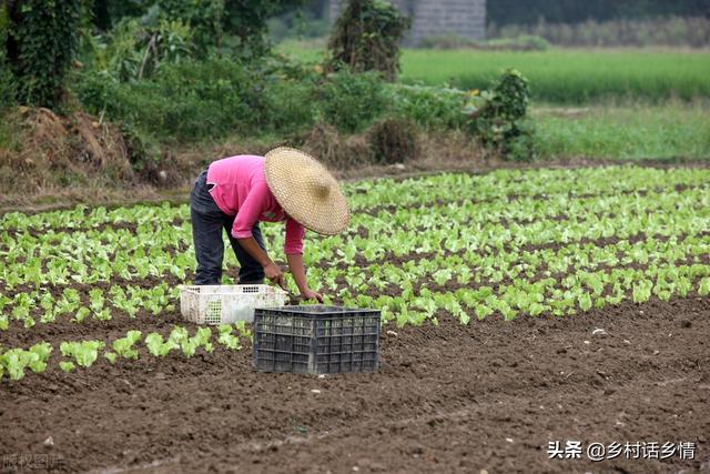 这三种自制的农家肥，用来种菜效果真好，高产稳产还防病害