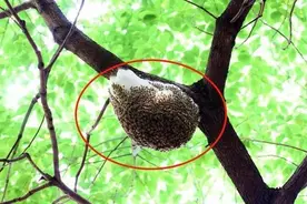 兄妹俩在家无聊，捅马蜂窝被蛰成“猪头”，父母：不该笑但没忍住图片