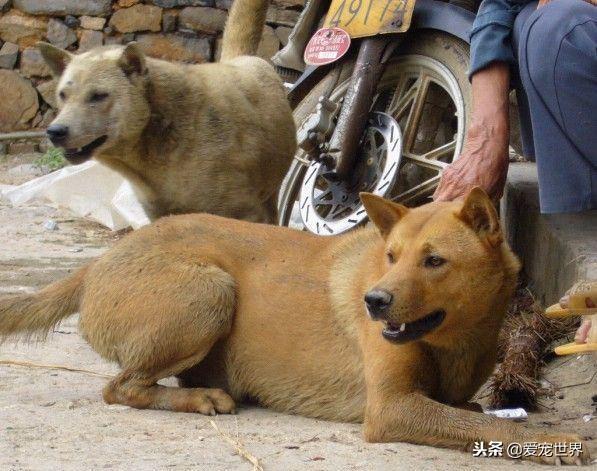 这39种"土狗",其实都是超酷的品种犬(赶山狗和土狗如何区分图片) - 冷