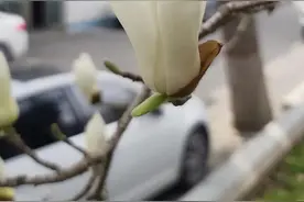 蹲“校花”的围过来！市十二中“校花”初醒，惊艳一抹春……图片